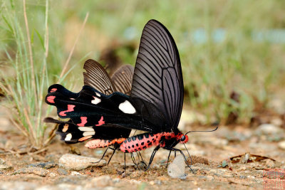 Atrophaneura dasarada barata (The Great Windmill)