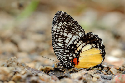 Elymnias vasudeva burmensis (The Jezebel Palmfly)