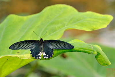 Papilio alcmenor alcmenor (The Redbreast)