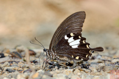 Papilio nephelus chaon (The Black and White Helen) 