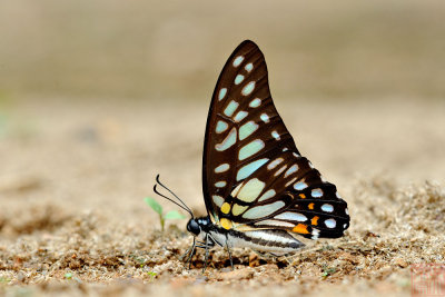 Graphium chironides chironides (The Veined Jay)