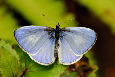 Udara dilecta dilecta (Pale Hedge Blue)