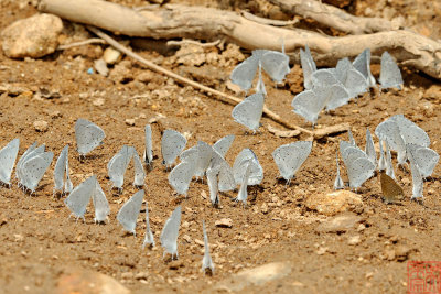 Udara dilecta dilecta (Pale Hedge Blue)