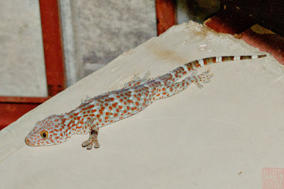 Gekko gecko (Tokay Gecko)