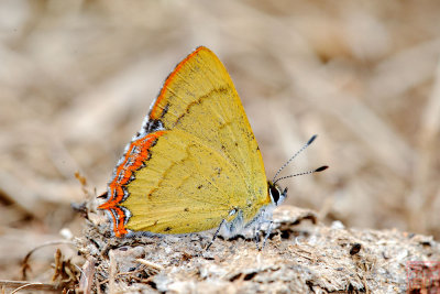 Heliophorus evanta (The Dusky Sapphire)