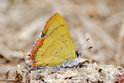 Heliophorus evanta  (The Dusky Sapphire)