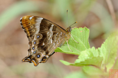 Lethe dura dura (The Scarce Lilacfork)