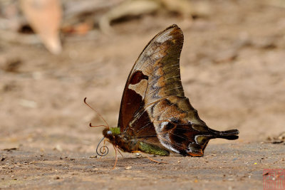 Meandrusa sciron aribbas (The Brown Gorgon)