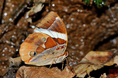 Thauria lathyi gabrieli (The Siam Jungleglory)