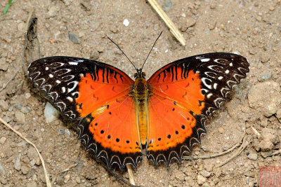 Cethosia biblis biblis (The Red Lacewing)