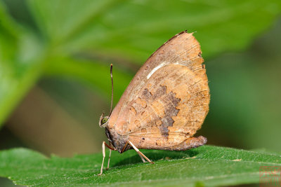 Miletus croton croton (Plain Brownie)