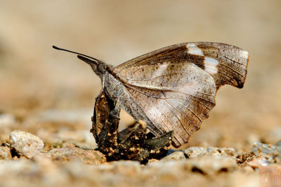 Libythea myrrha hecura (The Club Beak)