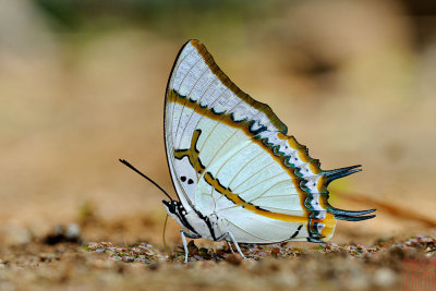 Polyura eudamippus nigrobasalis (The Great Nawab)