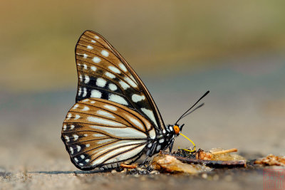 Hestina persimilis persimilis (The Siren)