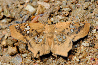 Ctenoptilum vasava vasava (Tawny Angle)