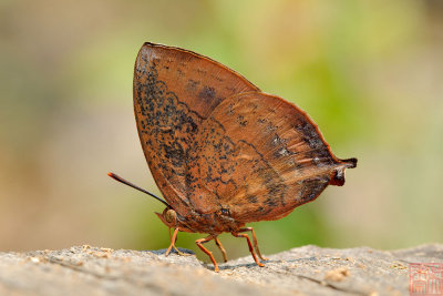 Amblypodia anita anita (The Purple Leaf Blue)