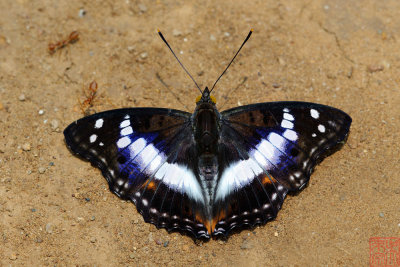 Mimathyma ambica miranda (The Indian Purple Emperor)