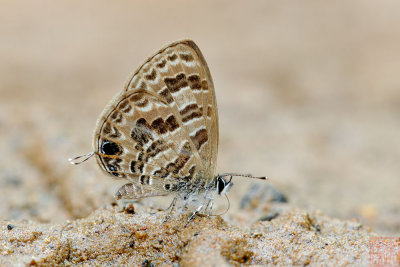 Prosotas aluta coelestis (The Barred Lineblue)