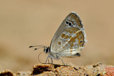 Tongeia ion ssp. (The Black-spotted Cupid)