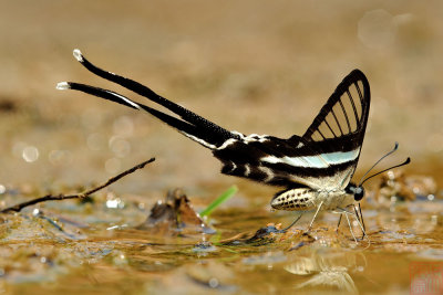 Lamproptera meges virescens(Green Dragontail)