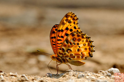 Argyreus hyperbius hyperbius (Indian Fritillary)