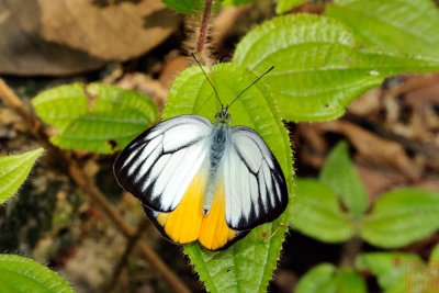 Cepora iudith malaya (The Orange Gull)