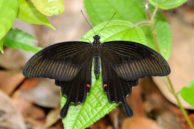 Papilio helenus helenus (The Red Helen)