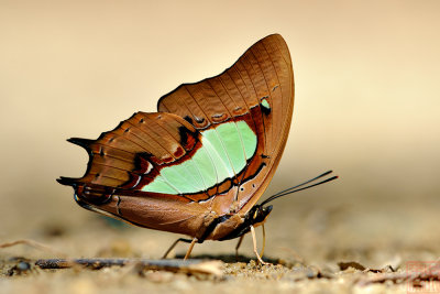 Polyura hebe chersonesus (The Southern Nawab)