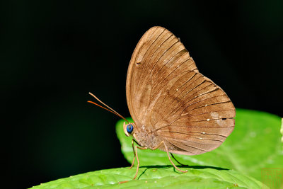 Faunis canens arcesilas (Common Faun)