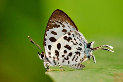 Drupadia scaeva scaeva (Blue Posy)