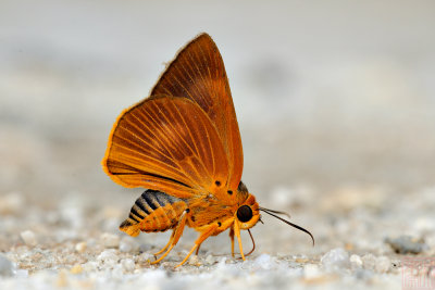 Burara harisa consobrina (Orange Awlet)