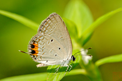 Everes lacturnus rileyi (The Indian Cupid)