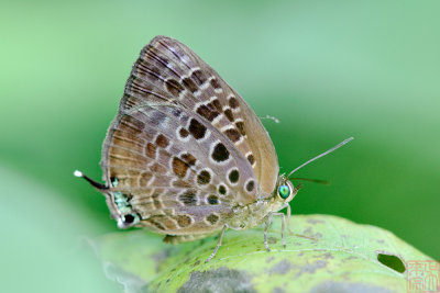 Arhopala achelous achelous