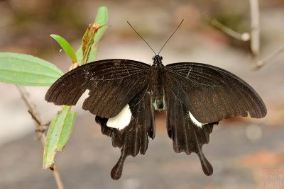 Papilio iswara isawara (The Great Helen)