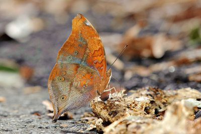 Doleschallia bisaltide pratipa (Autumn Leaf)