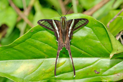Lamproptera curius curius(White Dragontail)