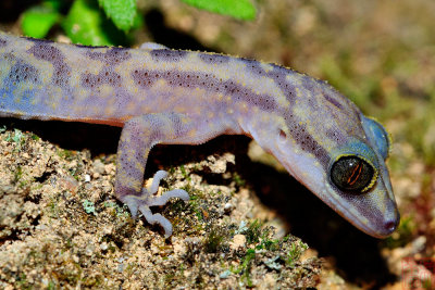 Cyrtodactylus quadrivirgatus