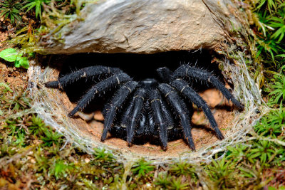 Liphistius malayanus