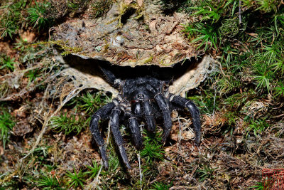 Liphistius malayanus