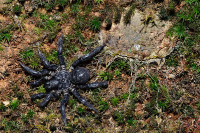 Liphistius malayanus