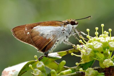 Eetion elia (The White-spotted Palmer)