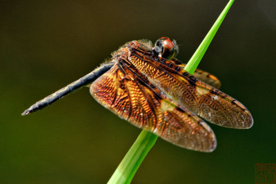 Rhyothemis obsolescens