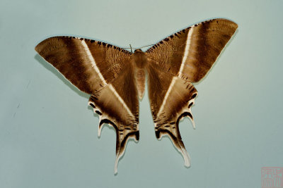 _LCX5157x.jpg