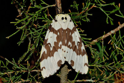 Lymantria narindra (Tussock moth)