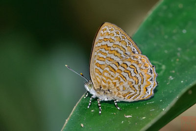 Poritia sumatrae sumatrae (Sumatran Gem)