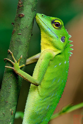 Bronchocela cristatella(Green Crested Lizard)