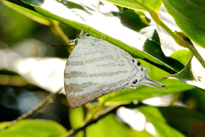 Neomyrina nivea periculosa (The White Imperial)