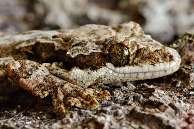 Ptychozoon kuhli (Kuhl's Flying Gecko)