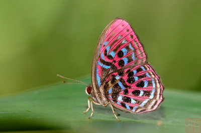 Paralaxita damajanti damajanti (The Malay Red Harlequin)