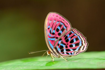 Paralaxita damajanti damajanti (The Malay Red Harlequin)